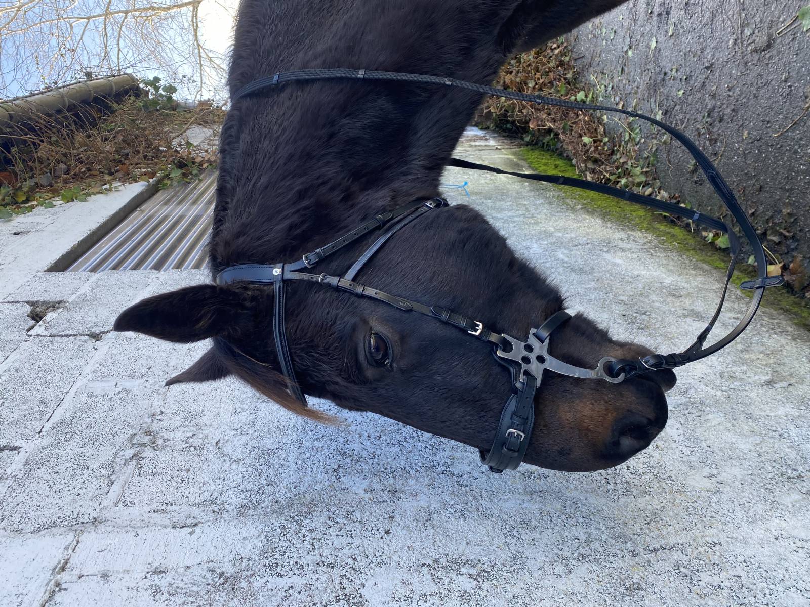 Bridon X-Line Hackamore sans mors Waldhausen